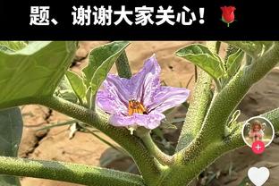 ?恩比德三节36+7+4断 马克西32分 76人拆穿魔术取4连胜